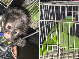 Tras realizar una revisión conforme a protocolo, se confirmó que se trataba de un mono araña, cinco loros cucha y una guacamaya verde. ESPECIAL / POLICÍA DE GUADALAJARA
