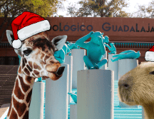 El Zoológico Guadalajara decidió llevar la Navidad a cada uno de los animalitos del recinto. ESPECIAL/ EL INFORMADOR/ ARCHIVO/ Unsplash