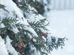 Estas regiones registran nevadas que atraen a viajeros interesados. UNSPLASH.