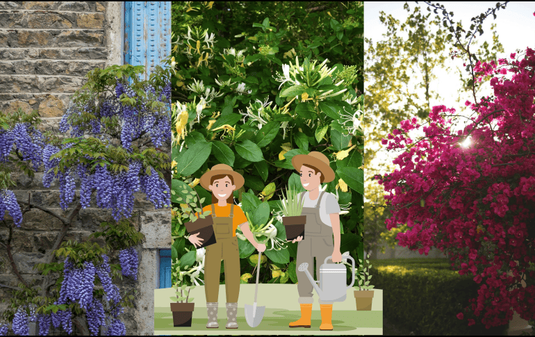 Qué mejor que iniciar la renovación de tu jardín en estos días para darle la mejor de las bienvenidas al 2026. UNSPLASH / M. Le Breton / S. Wander / J. Keeley