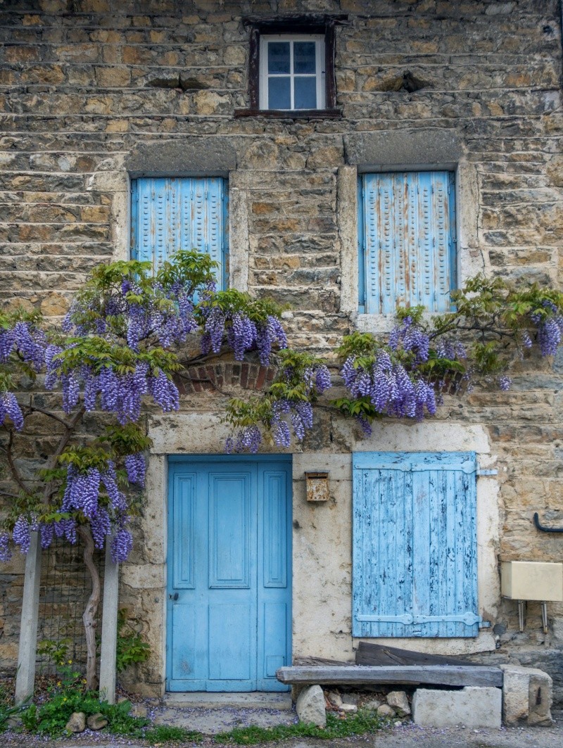 Las flores violetas de la glicina cuelgan en cascada. UNSPLASH / S. Wander&nbsp;