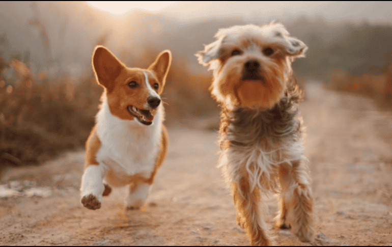 Sacar al perro con mayor frecuencia, proteger las zonas donde duerme y acudir al veterinario ante signos de incontinencia son medidas clave. Unsplash