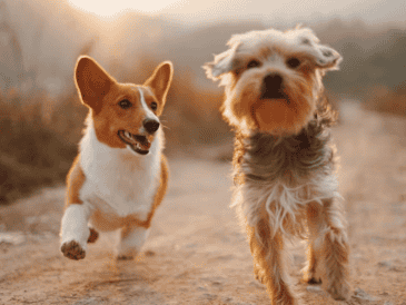 Sacar al perro con mayor frecuencia, proteger las zonas donde duerme y acudir al veterinario ante signos de incontinencia son medidas clave. Unsplash