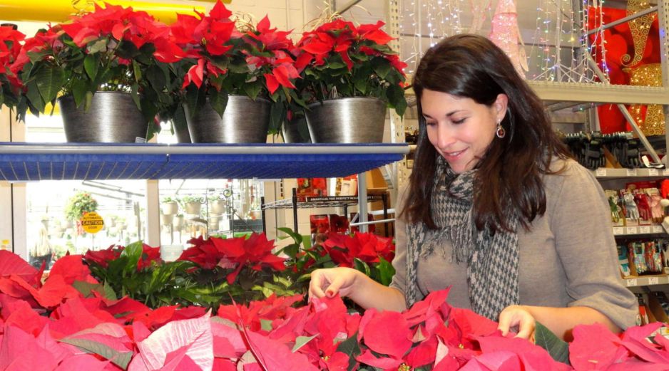 La Nochebuena es una planta de interiores y necesita luz natural indirecta para mantenerse saludable. EFE/Archivo