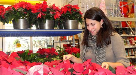 La Nochebuena es una planta de interiores y necesita luz natural indirecta para mantenerse saludable. EFE/Archivo