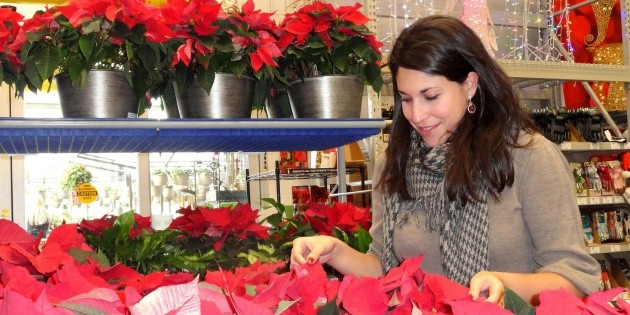 Flor de Nochebuena: consejos para mantenerla viva todo el a&ntilde;o