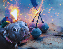 Las detonaciones pueden provocar alteraciones de conducta en perros, gatos y otros animales pequeños, como hiperactividad, agresividad o intentos desesperados por huir del origen del sonido. ESPECIAL / CANVA