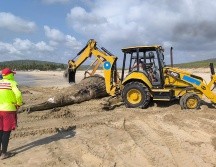 De acuerdo con las autoridades estatales, a su arribo a la playa el cetáceo presentaba aproximadamente ocho días de evolución cadavérica. ESPECIAL.