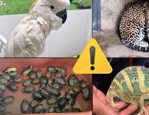 Te compartimos un recuento de los casos de posesión, comercio y tráfico ilegal de ejemplares de fauna silvestre en cada estado. ESPECIAL / PROFEPA