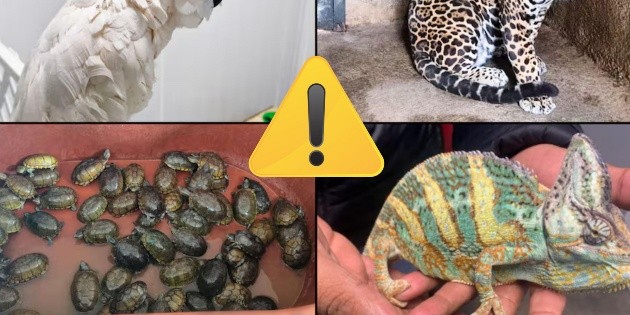 Estos fueron los animales m&aacute;s traficados y usados como mascota en 2025