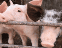 La entidad también destaca como líder en la producción de huevo, leche, cultivos agrícolas de chía, agave, frambuesa, tamarindo, maíz grano, maíz forrajero y coco fruta. ESPECIAL 