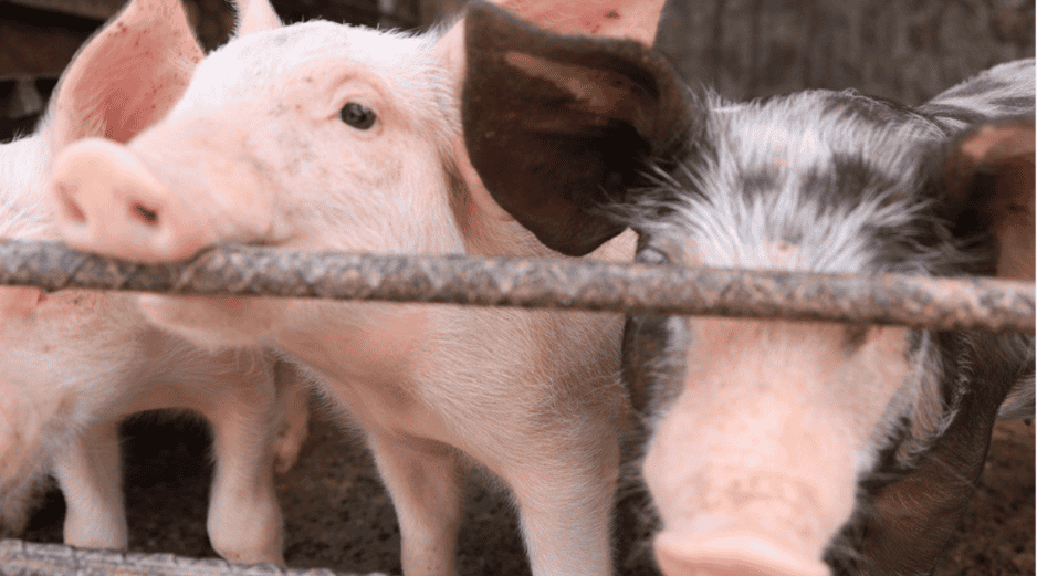 La entidad también destaca como líder en la producción de huevo, leche, cultivos agrícolas de chía, agave, frambuesa, tamarindo, maíz grano, maíz forrajero y coco fruta. ESPECIAL 