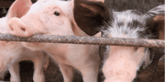 Jalisco se consolida como l&iacute;der nacional en producci&oacute;n de carne de cerdo