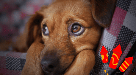 La pirotecnia causa estrés, miedo y ansiedad en perros, provocando temblores, taquicardia, accidentes e incluso problemas de conducta. CANVA/ESPECIAL