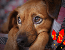 La pirotecnia causa estrés, miedo y ansiedad en perros, provocando temblores, taquicardia, accidentes e incluso problemas de conducta. CANVA/ESPECIAL