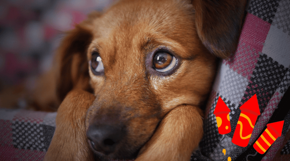 La pirotecnia causa estrés, miedo y ansiedad en perros, provocando temblores, taquicardia, accidentes e incluso problemas de conducta. CANVA/ESPECIAL