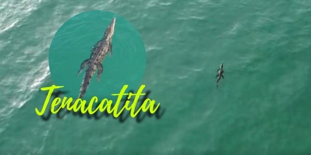 Avistan cocodrilo en Tenacatita; Protecci&oacute;n Civil Jalisco pide mantenerse alerta