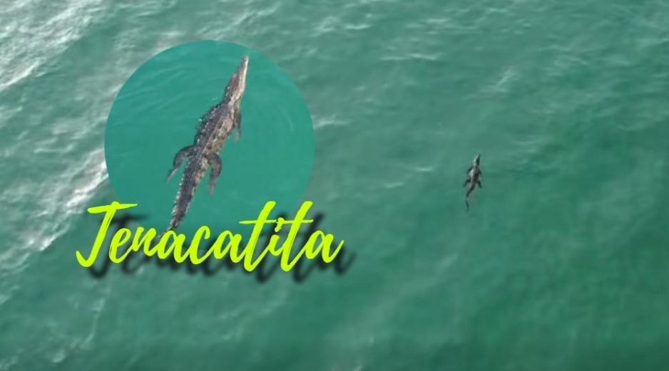 Imágenes compartidas en redes sociales por Protección Civil Jalisco acerca del cocodrilo avistado en Tenacatita. ESPECIAL / FACEBOOK Protección Civil Jalisco