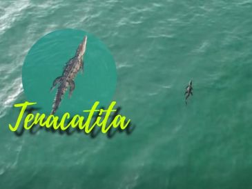 Imágenes compartidas en redes sociales por Protección Civil Jalisco acerca del cocodrilo avistado en Tenacatita. ESPECIAL / FACEBOOK Protección Civil Jalisco