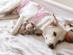 No prestar atención a cambios extremos como letargo excesivo, falta de apetito prolongada, vómitos o fiebre puede retrasar la atención de una complicación.  CANVA