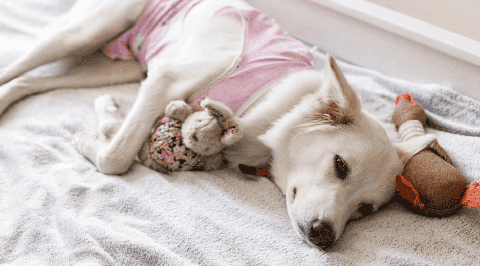 No prestar atención a cambios extremos como letargo excesivo, falta de apetito prolongada, vómitos o fiebre puede retrasar la atención de una complicación.  CANVA