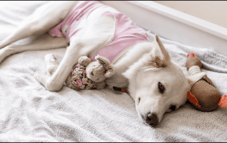 No prestar atención a cambios extremos como letargo excesivo, falta de apetito prolongada, vómitos o fiebre puede retrasar la atención de una complicación.  CANVA