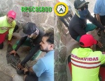 Imágenes compartidas en redes sociales por Protección Civil Jalisco acerca del cocodrilo rescatado en Tenacatita. ESPECIAL / FACEBOOK Protección Civil Jalisco