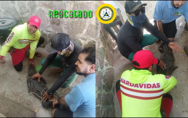 Imágenes compartidas en redes sociales por Protección Civil Jalisco acerca del cocodrilo rescatado en Tenacatita. ESPECIAL / FACEBOOK Protección Civil Jalisco
