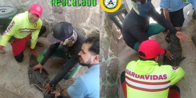 Protecci&oacute;n Civil Jalisco captura y reubica al cocodrilo visto en Tenacatita