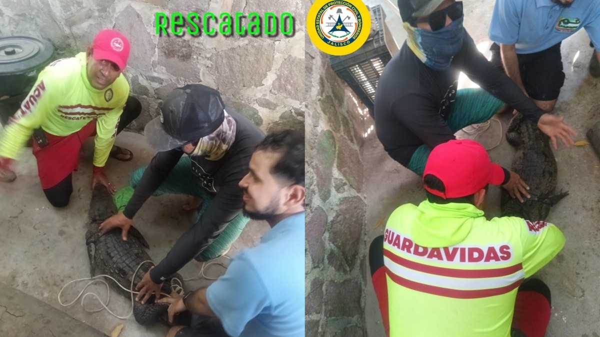Cocodrilo rescatado en playa de Jalisco, México: Autoridades actúan con rapidez para proteger a los visitantes
