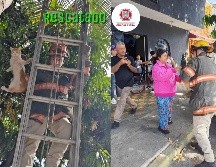 El gato se encontraba a 8 metros de altura en una palmera de la colonia San Marcos. ESPECIAL / FACEBOOK Protección Civil y Bomberos GDL