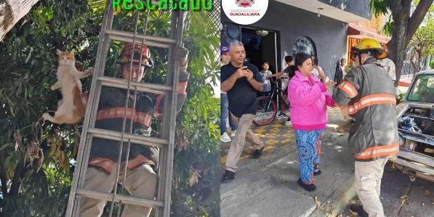 Bomberos de Guadalajara rescatan a gato atrapado a 8 metros de altura