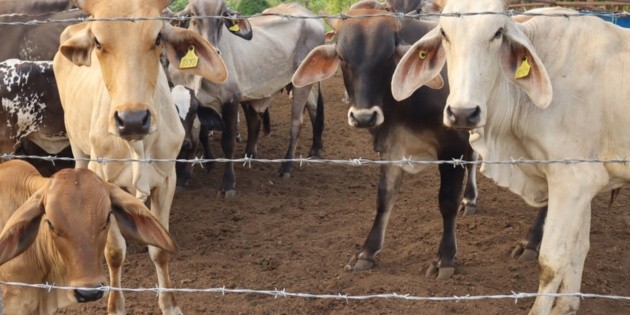 Gobierno de M&eacute;xico refuerza estrategia para combatir el gusano barrenador