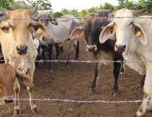 Este caso podría frenar la reanudación de importación de reses por parte de Estados Unidos. EFE/J. Manuel Blanco