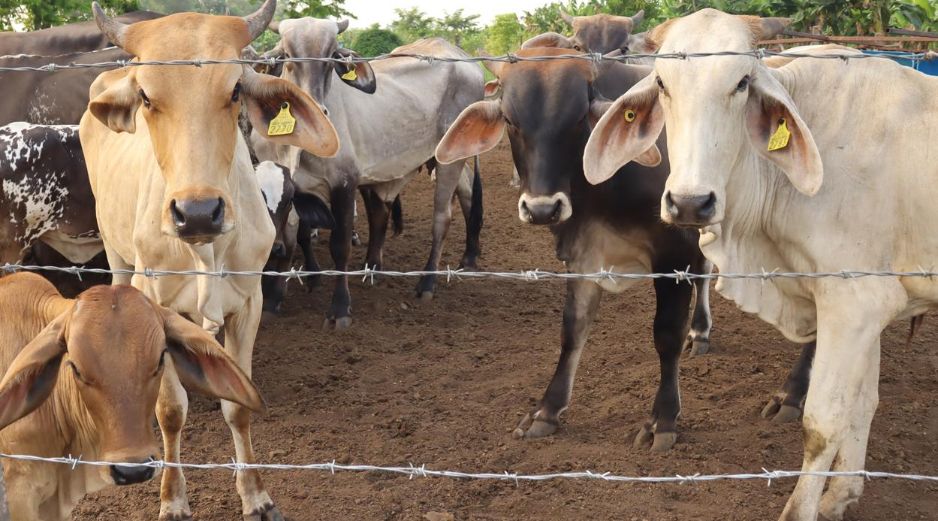 Este caso podría frenar la reanudación de importación de reses por parte de Estados Unidos. EFE/J. Manuel Blanco