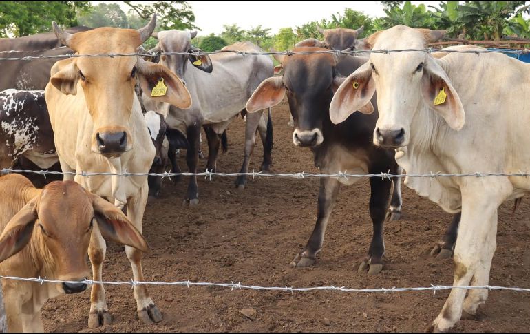 Este caso podría frenar la reanudación de importación de reses por parte de Estados Unidos. EFE/J. Manuel Blanco