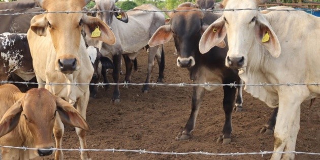 Reportan primer caso de gusano barrenador en Tamaulipas