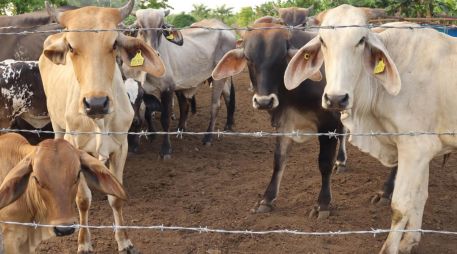 Este caso podría frenar la reanudación de importación de reses por parte de Estados Unidos. EFE/J. Manuel Blanco