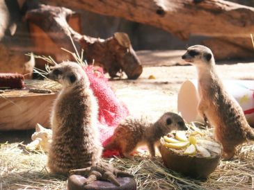 El Zoológico Guadalajara es uno de los lugares más visitados en la ciudad. ZOOLÓGICO DE GUADALAJARA
