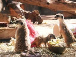 El Zoológico Guadalajara es uno de los lugares más visitados en la ciudad. ZOOLÓGICO DE GUADALAJARA