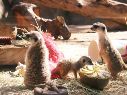 El Zoológico Guadalajara es uno de los lugares más visitados en la ciudad. ZOOLÓGICO DE GUADALAJARA