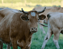 El Senasica activó medidas de rastreo epidemiológico, búsqueda activa, trampeo y capacitación a productores locales. ESPECIAL