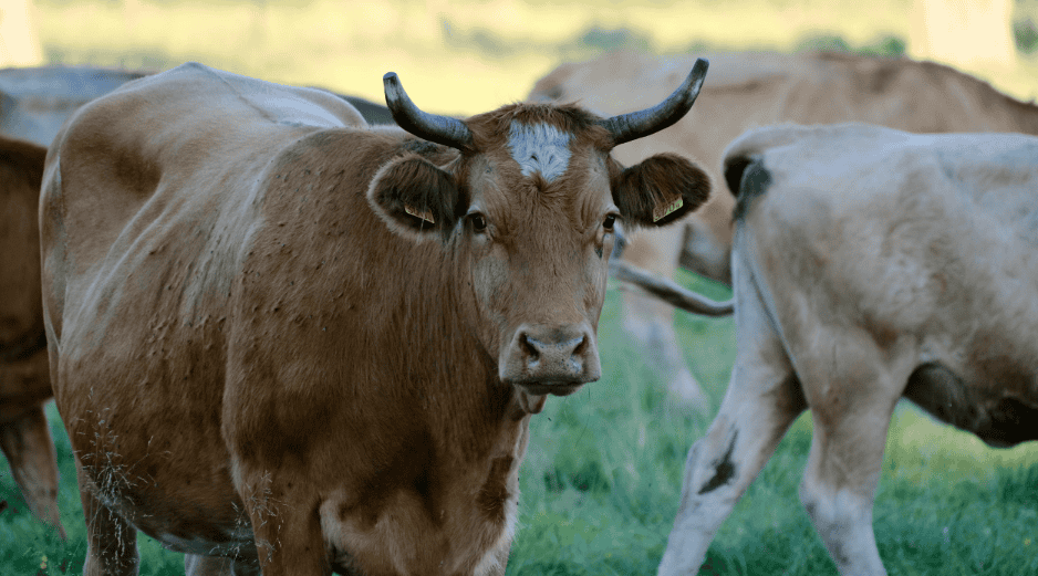 El Senasica activó medidas de rastreo epidemiológico, búsqueda activa, trampeo y capacitación a productores locales. ESPECIAL