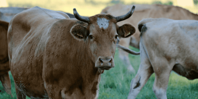 Atienden de "manera oportuna" caso de gusano barrenador en frontera con EU