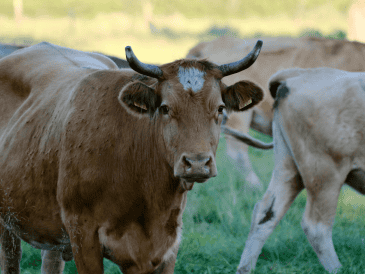 El Senasica activó medidas de rastreo epidemiológico, búsqueda activa, trampeo y capacitación a productores locales. ESPECIAL