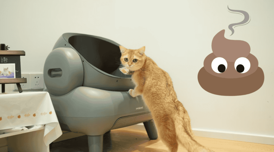 Elimina el olor de excremento de gato con estos sencillos consejos. UNSPLASH / NEAKASA