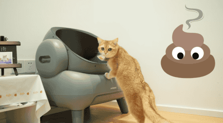 Elimina el olor de excremento de gato con estos sencillos consejos. UNSPLASH / NEAKASA