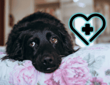 Actuar con rapidez y con información confiable puede marcar la diferencia entre la vida y la muerte del animal, además de reducir posibles secuelas. ESPECIAL/Canva