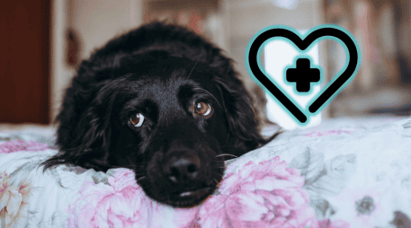 Actuar con rapidez y con información confiable puede marcar la diferencia entre la vida y la muerte del animal, además de reducir posibles secuelas. ESPECIAL/Canva