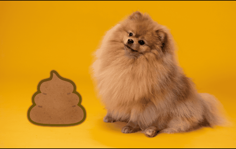 Recoger las heces con bolsas de plástico que no están certificadas como biodegradables no es lo mejor. ESPECIAL/Canva